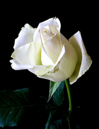 JOANNA M. SHEDD Obituary