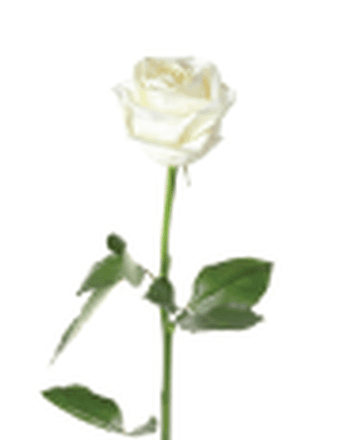 CARMEN VEGA Obituary